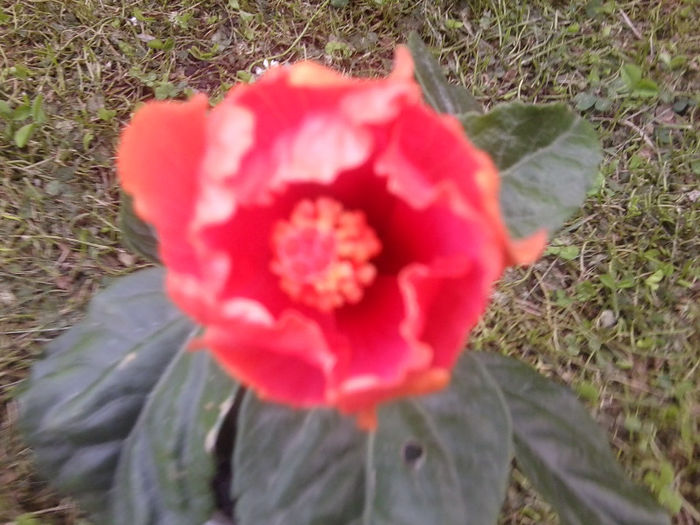 Fotografie3720 - pasion