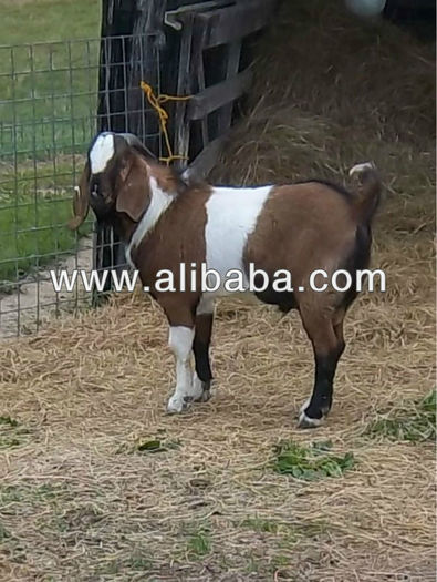 Anglo_Nubian_Goats_For_Sale - capre anglonubiene