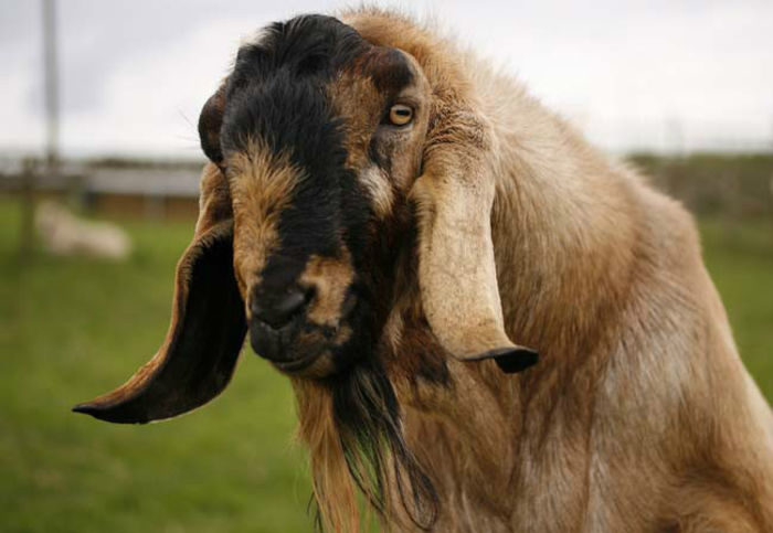 Anglo-Nubian goat newborn - capre anglonubiene