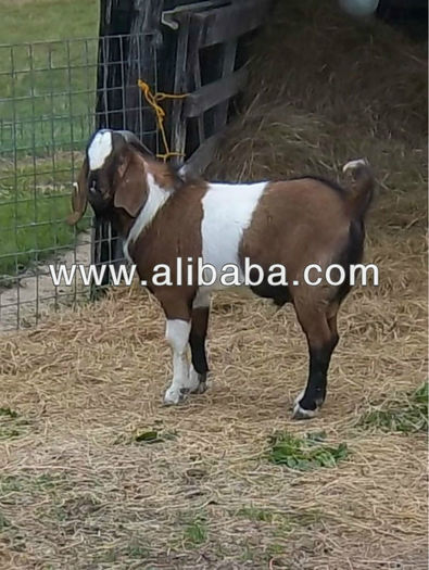 Anglo_Nubian_Goats_For_Sale