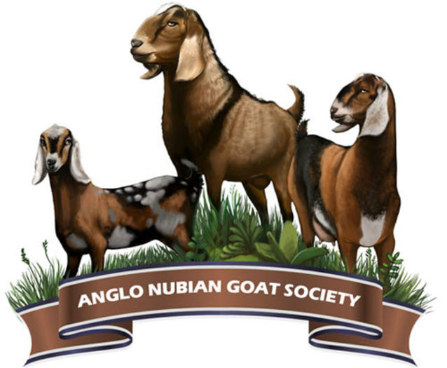 anglo-nubian-goat-society - capre anglonubiene