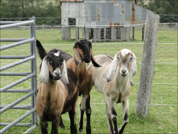 camelot_goats2 - capre anglonubiene