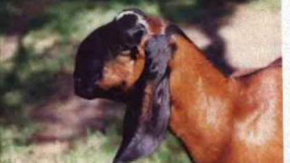 mqdefault - capre anglonubiene