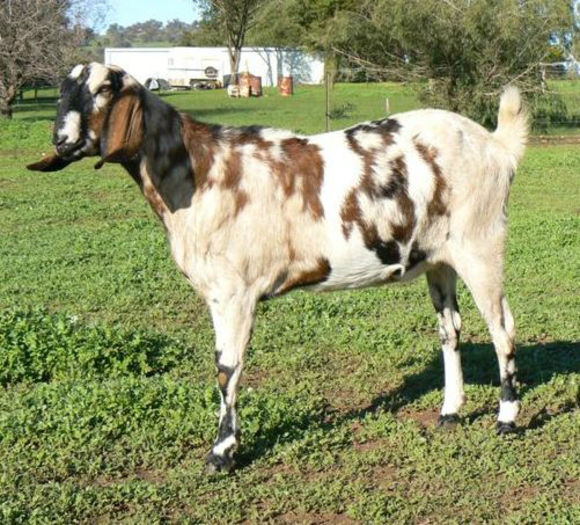 Rhubira - capre anglonubiene