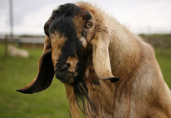 Anglo-Nubian goat newborn