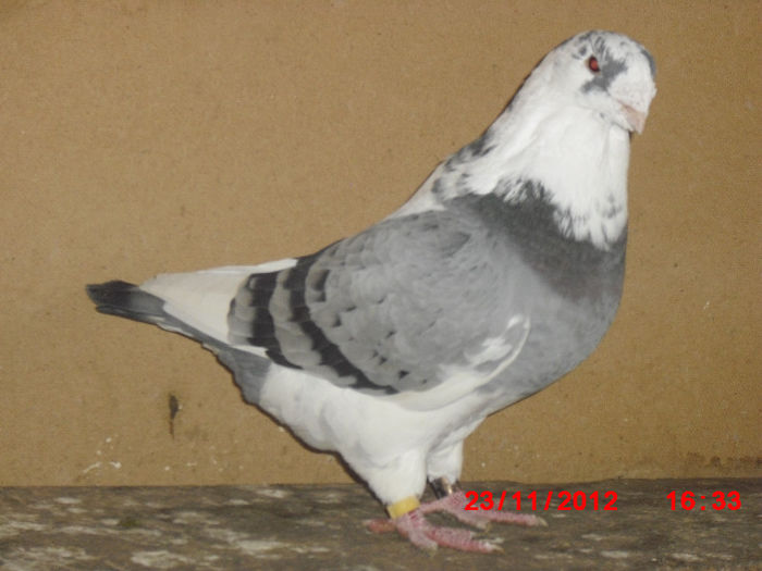 CIMG4206 - m---PORUMBEI VANDUTI