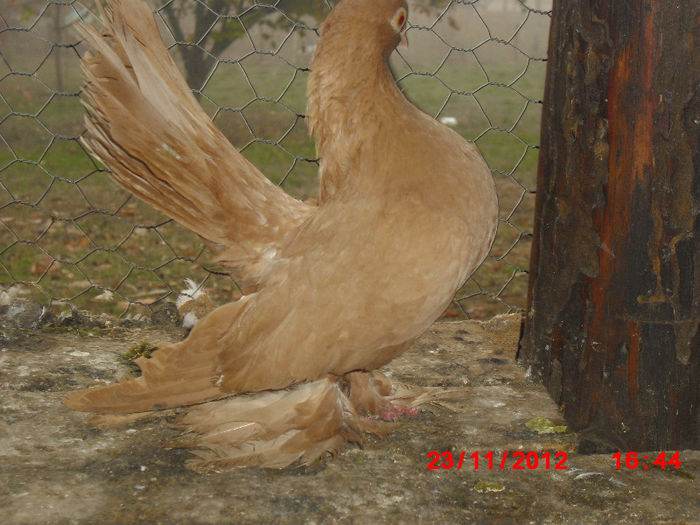 CIMG4280 - m---PORUMBEI VANDUTI