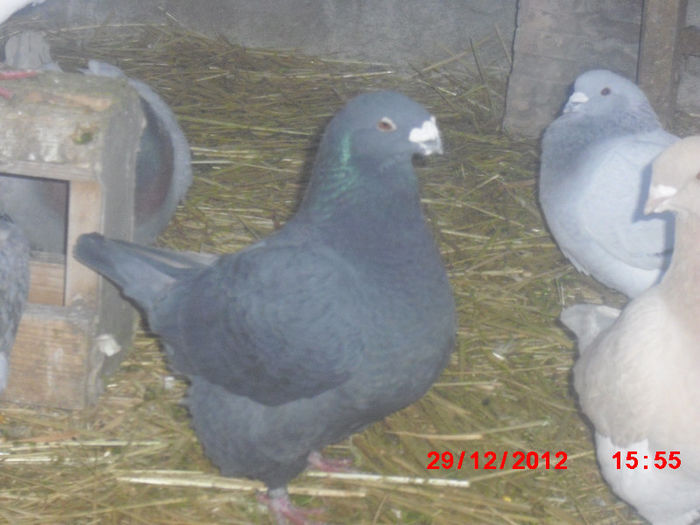 CIMG5239 - m---PORUMBEI VANDUTI