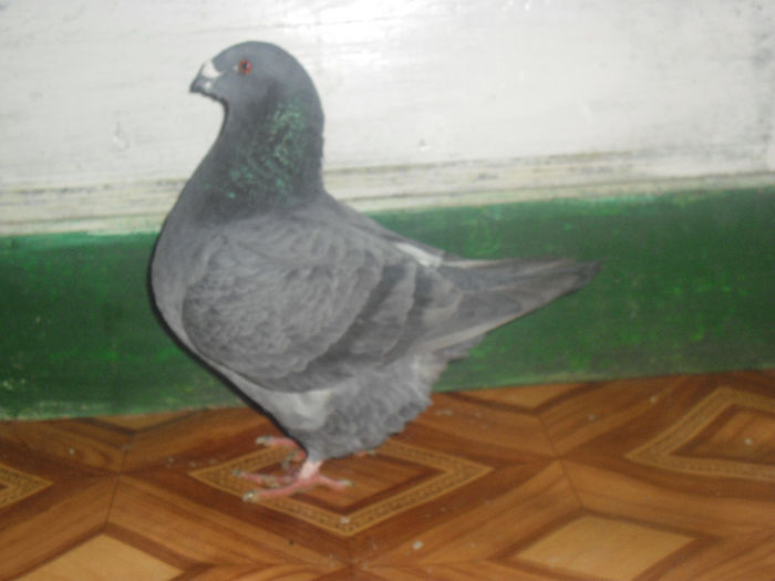 M-12- 564 - m---PORUMBEI VANDUTI