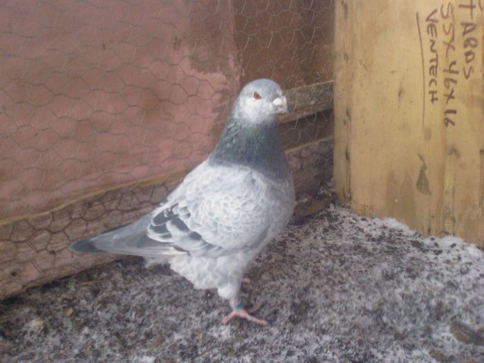 Photo-0048 - m---PORUMBEI VANDUTI