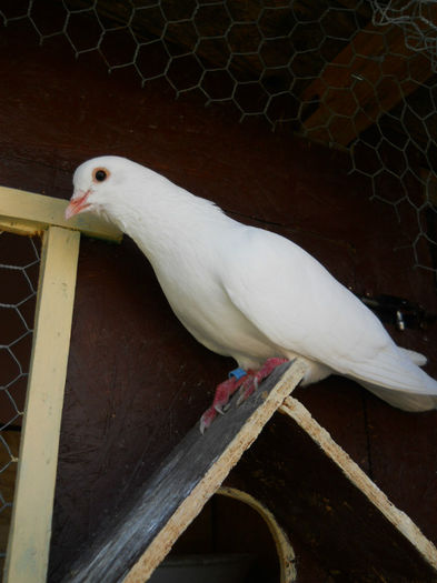 Mascul - 3 Porumbeii tobosari arabi ARHIVA