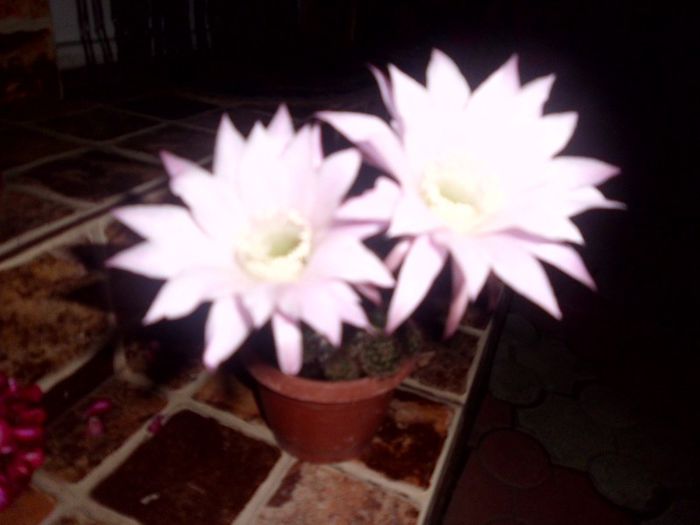 IMG_3769; SUPERRRRRB LAM PRIMIT ASA CU FLORI DAR ACUMA SA  DESCHIS
