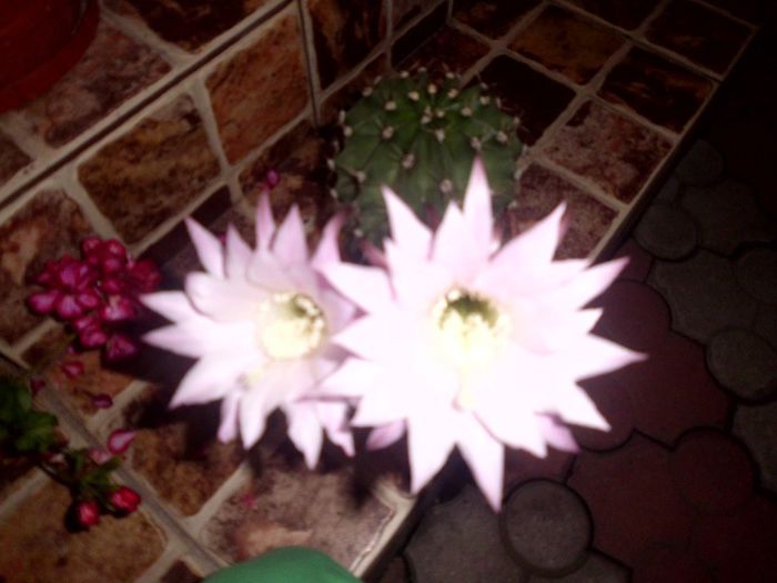 IMG_3770; IL ADOR :*
