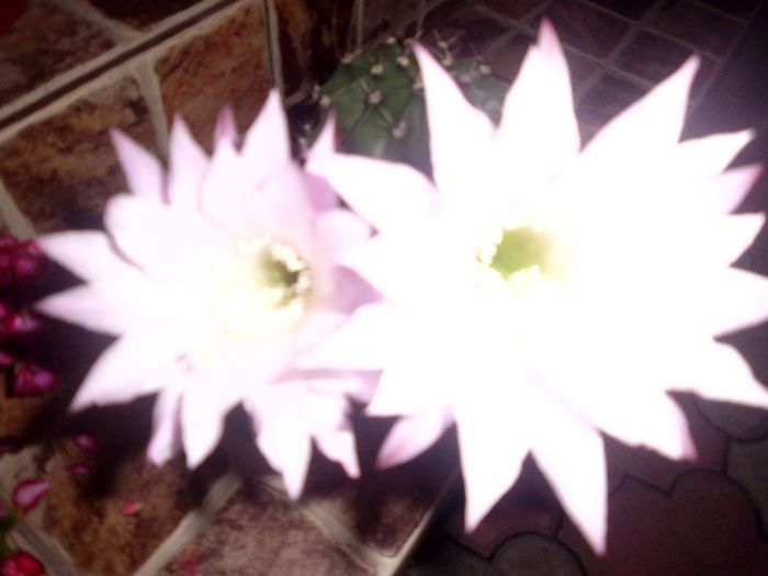 IMG_3772; MIROASE SUPERB
