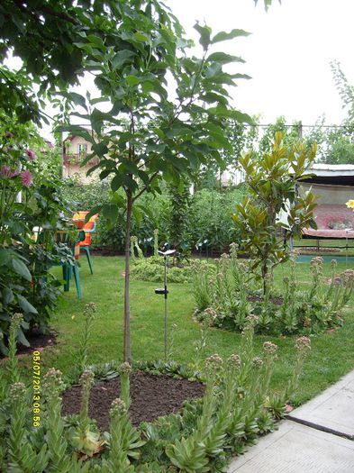 M.Heaven Scent, M Grandiflora-2013; magnolia cu flori foarte parfumate in forma de cupa
