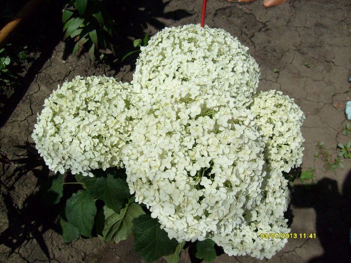 hortensia anabelle