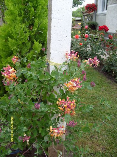 lonicera american beauty; palma Maicii Domnului roz cu galben, suav parfumata
