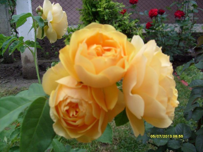 trandafir englezesc Ausmas - Florile din gradina casei-2010-2011