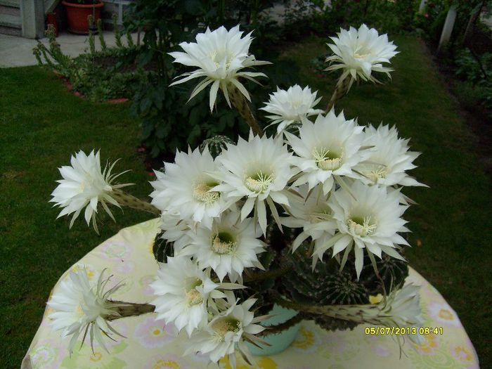 flori de cactus - Cactus inflorit