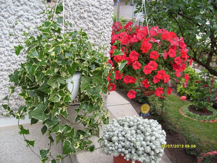 petunie, iedera - Florile din gradina casei-2010-2011