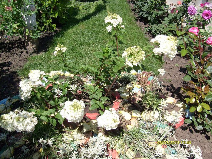 horensia si floarea de colt