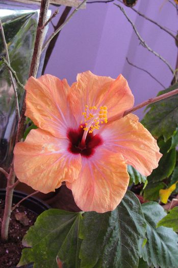 hibiscus Yellow Holiday