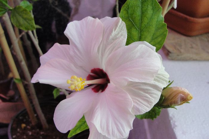 hibiscus alb dublu