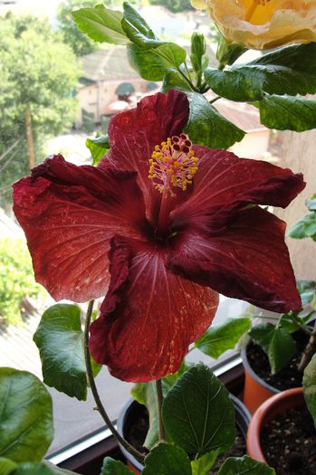 hibiscus Howard Hine