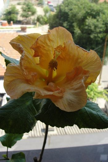 hibiscus Wahine