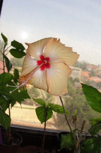 hibiscus Dainty Mango
