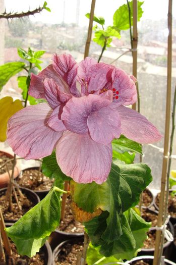 hibiscus Linda Pearl