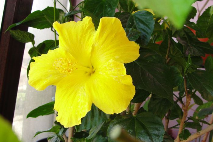 Hibiscus Senegal/ Butterflay/ Yellow Delicious