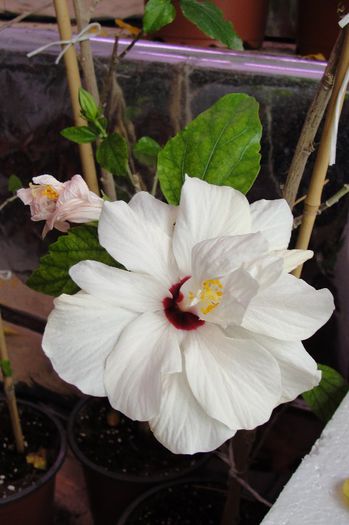 hibiscus Alb dublu