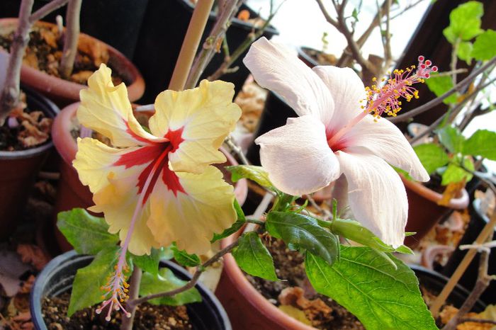 hibiscus Natal  hibiscus Silya Goodman