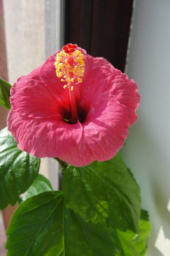 hibiscus roz de Arad ? - Hibiscus-1
