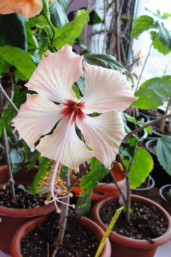 hibiscus Fort de France