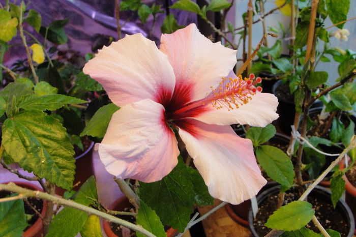 hibiscus Natal