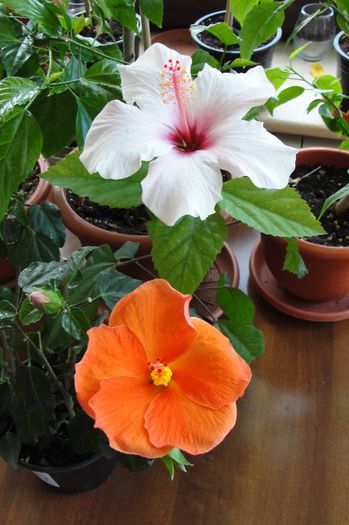 hibiscus Apple Blossom