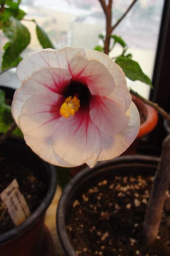 hibiscus Fire Storm
