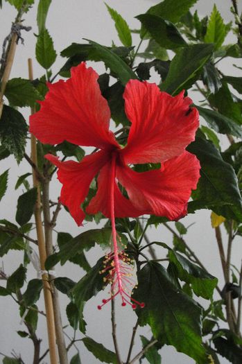 hibiscus Surinam