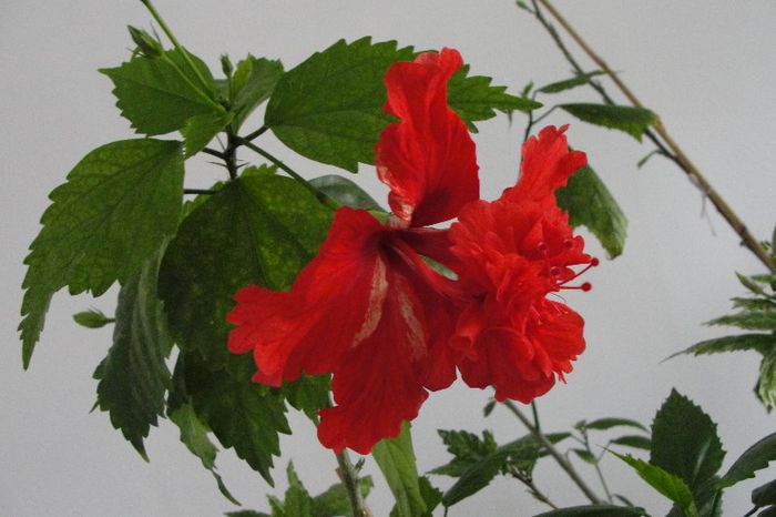 hibiscus El Capitolio