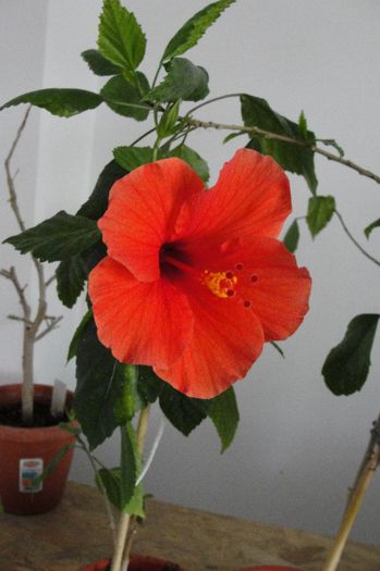 hibiscus Briliance