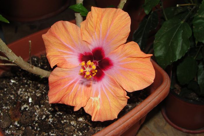 hibiscus Yellow Holiday