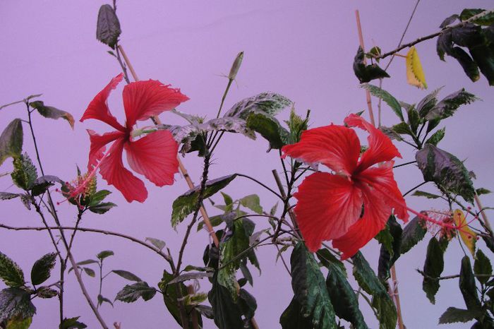 hibiscus Surinam hibiscus Cooperi