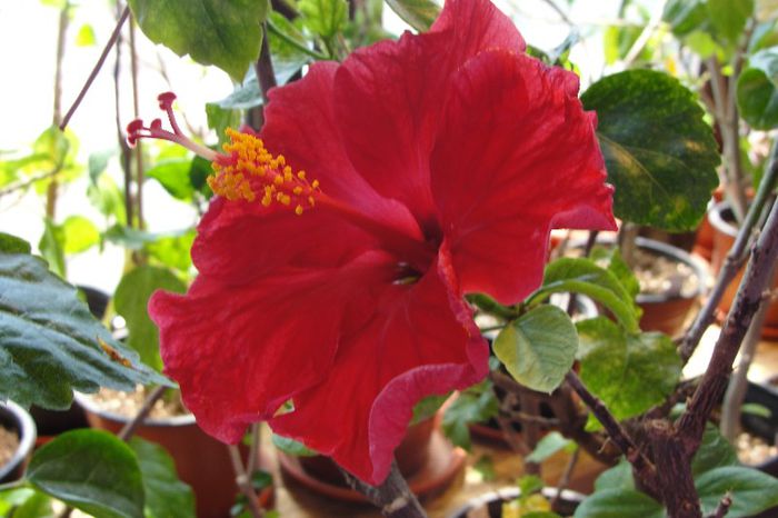 hibiscus Helene