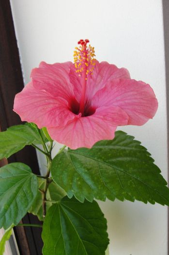 hibiscus roz de Arad ?
