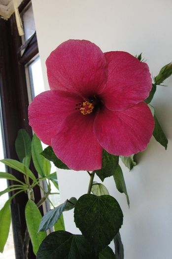hibiscus Black Beauty ?