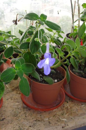 DSC01516 - Alte gesneriaceae