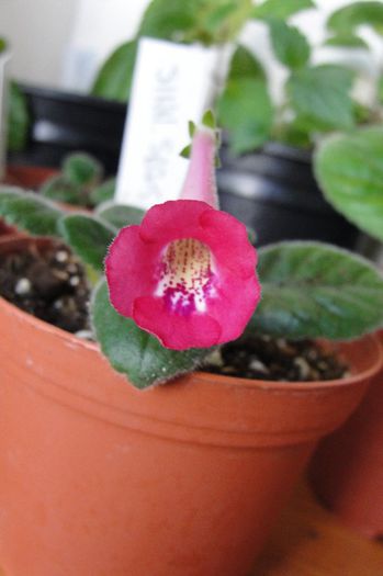 SRGs Red Wiggler - Sinningia-1