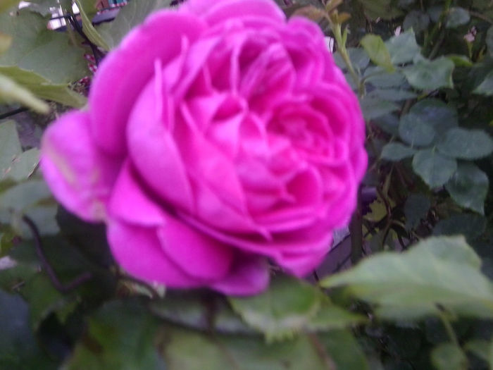 Fotografie3745 - roze 2013